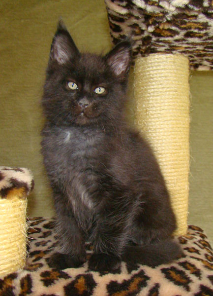     Catsvill County!   !    !       !!!    Catsvill County +7-926-544-74-09     .   ,   ,   ,    ,   ,  ,     ,   -,    ,   !